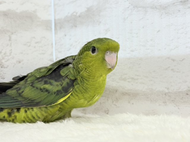 サザナミインコ