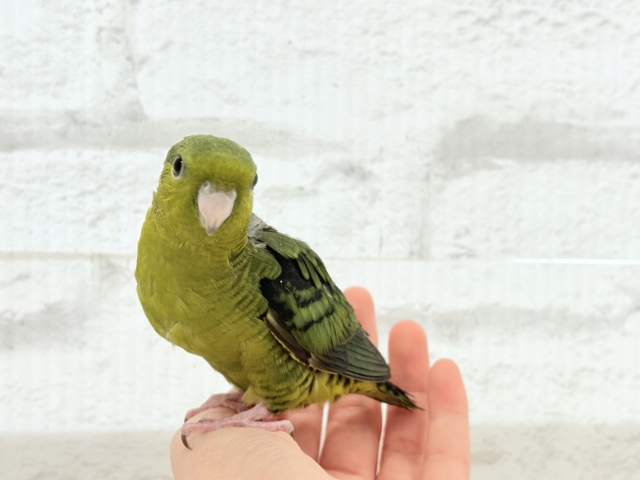 サザナミインコ