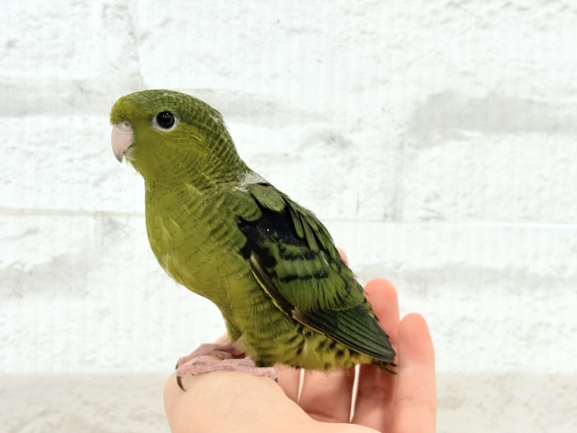 サザナミインコ