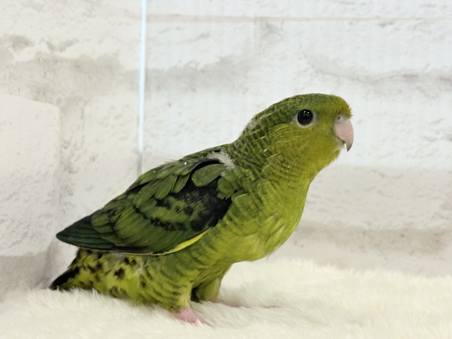 サザナミインコ