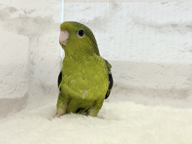 サザナミインコ