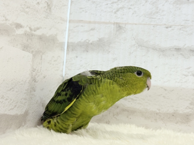 サザナミインコ