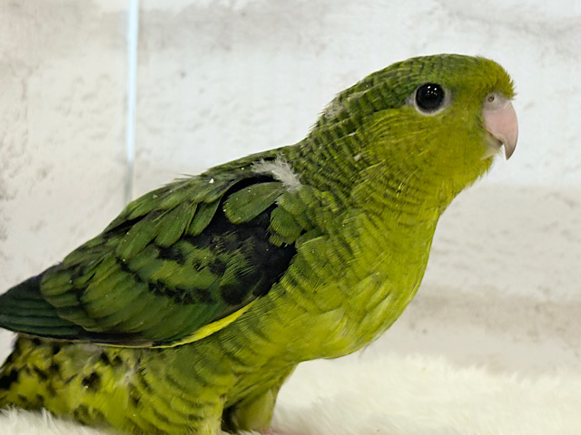 【最新画像・動画更新🪄】お顔も鳴き声も可愛くて癒される♡サザナミインコ(オリーブ) ヒナ