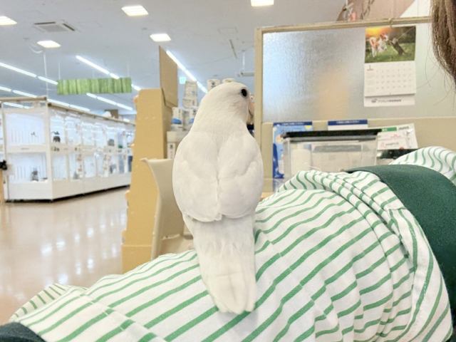 コザクラインコ（小桜インコ）