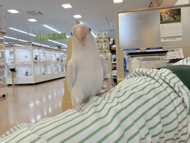 コザクラインコ（小桜インコ）