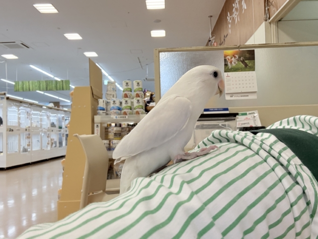 コザクラインコ（小桜インコ）