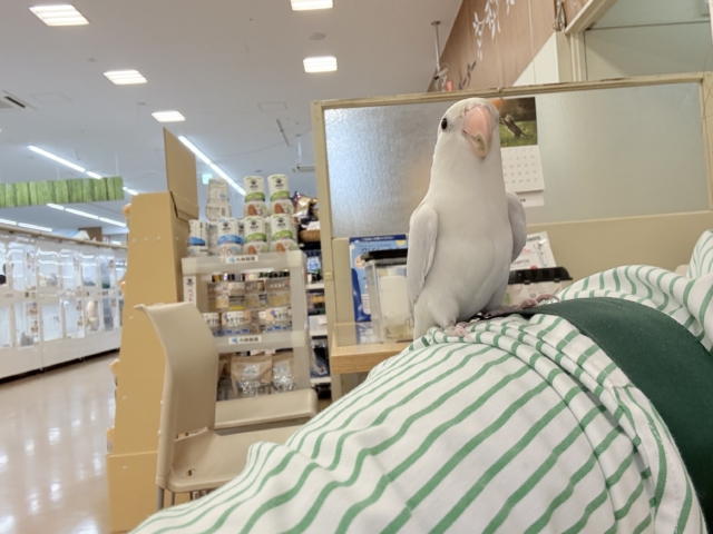 コザクラインコ（小桜インコ）