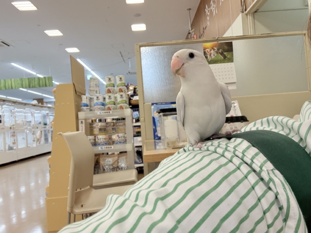 コザクラインコ（小桜インコ）