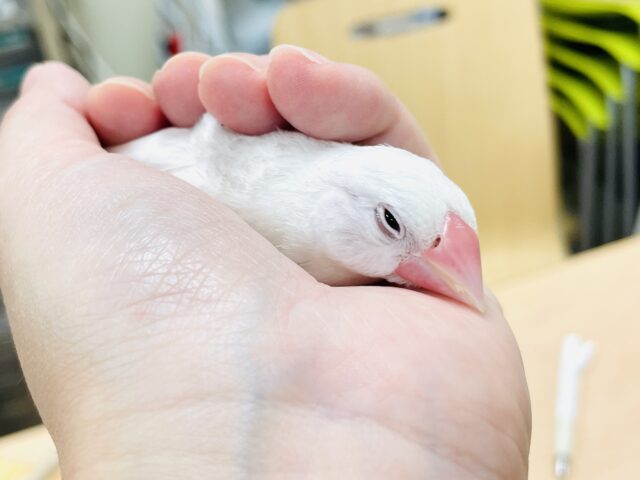 白文鳥