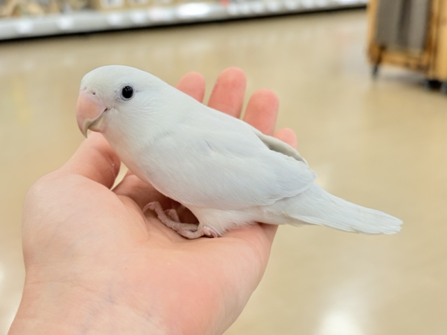 コザクラインコ（小桜インコ）