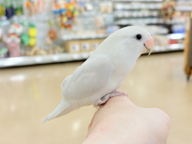 コザクラインコ（小桜インコ）