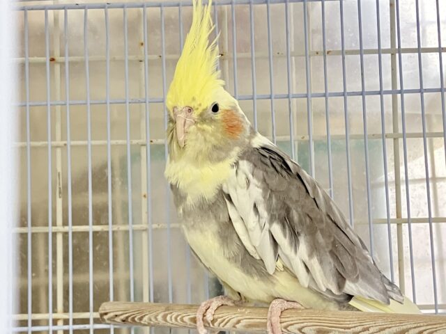 ﾄﾞｽｺｲ❕はっけよーいプリン大福🍮♬.*ﾟオカメインコ(パイド/2024年3月生まれ)