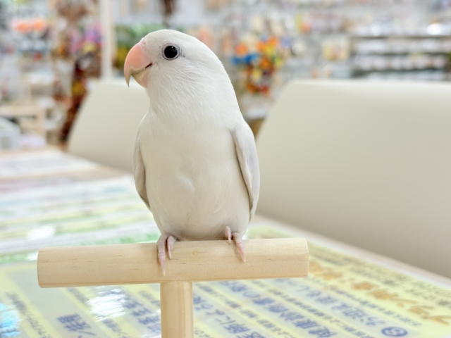 コザクラインコ（小桜インコ）
