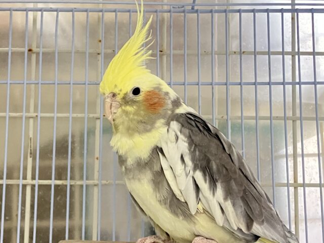 オカメインコ