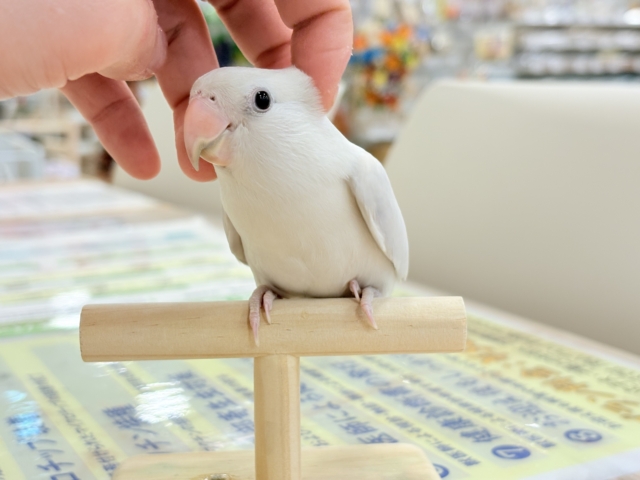 コザクラインコ（小桜インコ）