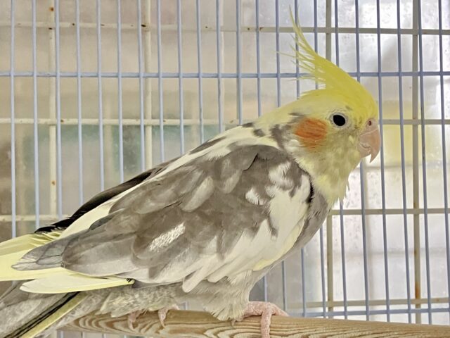 ドスコイ❕はっけよーいプリン大福🍮♬.*゚オカメインコ(パイド/2024年3月生まれ) オカメインコ