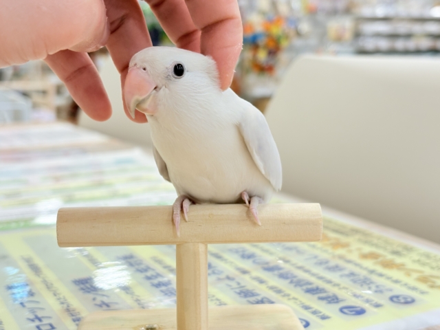 コザクラインコ（小桜インコ）