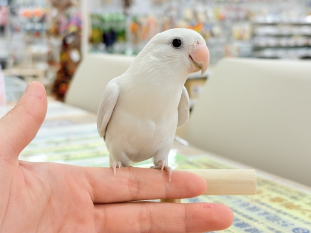 コザクラインコ（小桜インコ）