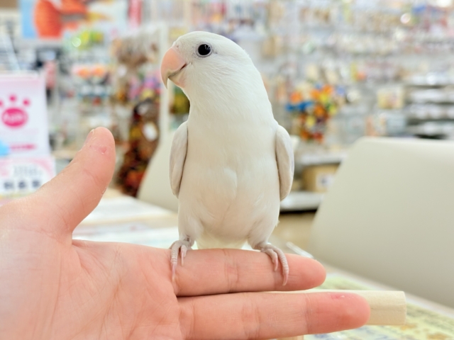 コザクラインコ（小桜インコ）