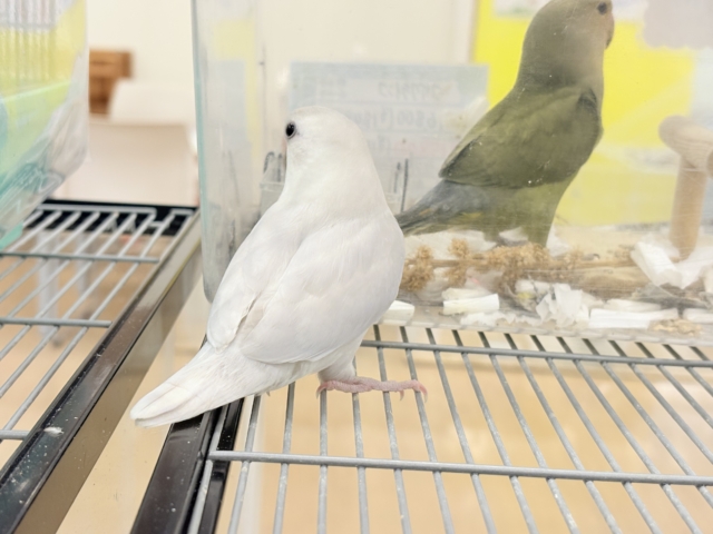 コザクラインコ（小桜インコ）