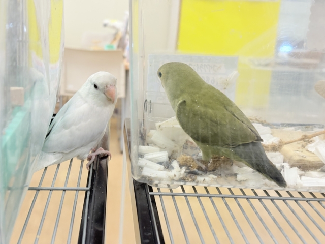 コザクラインコ（小桜インコ）