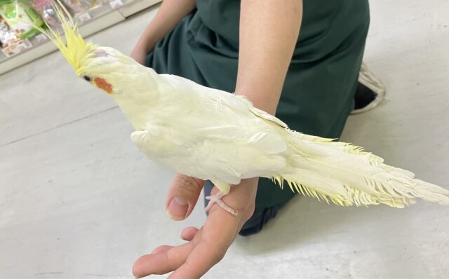 ジャギジャギ⚡️みるくdeロック🎸◝✩オカメインコ(ルチノー/2025年5月生まれ) オカメインコ