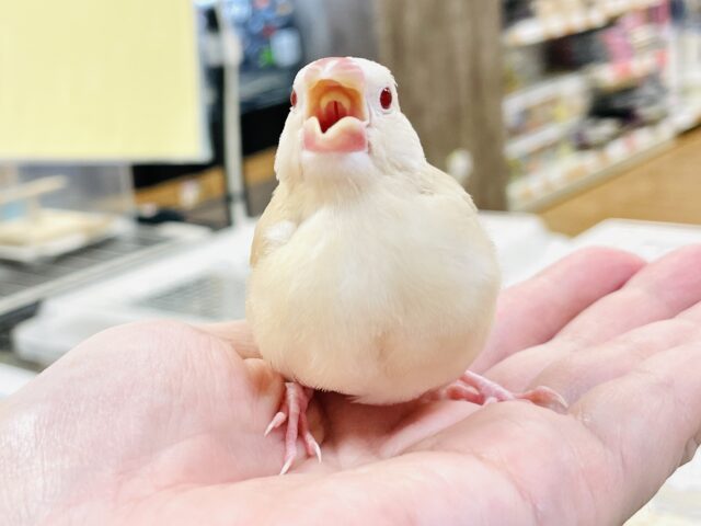 シナモン文鳥