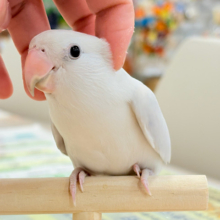 【動画更新🪄ひとり餌‪になりました☆】角度で色が変わる！？不思議ちゃん🐣🫧コザクラインコ(ダイリュートモーブシナモンバイオレットオパーリン) ヒナ