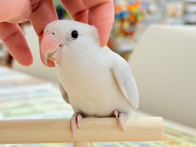 【動画更新🪄ひとり餌‪になりました☆】角度で色が変わる！？不思議ちゃん🐣🫧コザクラインコ(ダイリュートモーブシナモンバイオレットオパーリン) ヒナ