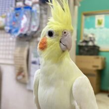 ジャギジャギ⚡️みるくdeロック🎸◝✩オカメインコ(ルチノー/2025年5月生まれ)