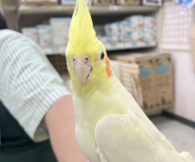 ジャギジャギ⚡️みるくdeロック🎸◝✩オカメインコ(ルチノー/2025年5月生まれ) オカメインコ