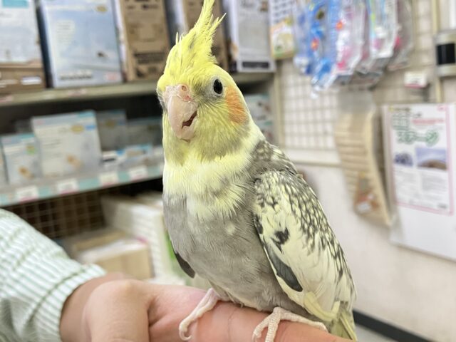 ほっぺに溢れる🫰🧋アイの受け皿💕︎⟡.*オカメインコ(パールパイド/2025年5月生まれ) オカメインコ