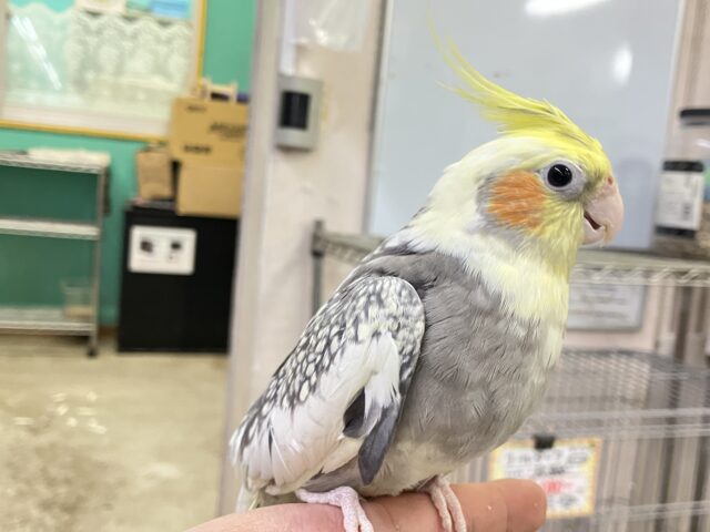 ほっぺに溢れる🫰🧋アイの受け皿💕︎⟡.*オカメインコ(パールパイド/2025年5月生まれ) オカメインコ