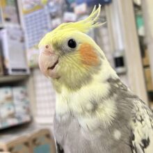ほっぺに溢れる🫰🧋アイの受け皿💕︎⟡.*オカメインコ(パールパイド/2025年5月生まれ)