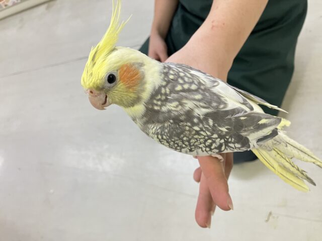 オカメインコ