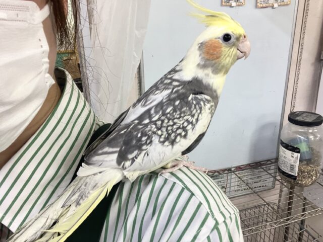 ほっぺに溢れる🫰🧋アイの受け皿💕︎⟡.*オカメインコ(パールパイド/2025年5月生まれ) オカメインコ