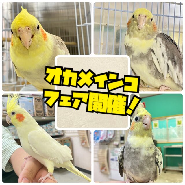 特典あり❕オカメインコフェア開催‪🦜‬🎉･:*:･｡