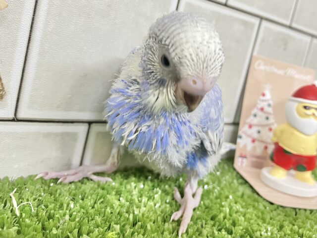 夜空ﾌﾟﾁﾌﾟﾁ🌙*ﾟハジケル果実🫐‎🤍セキセイインコ(ブルースパングル/2025年11月生まれ)