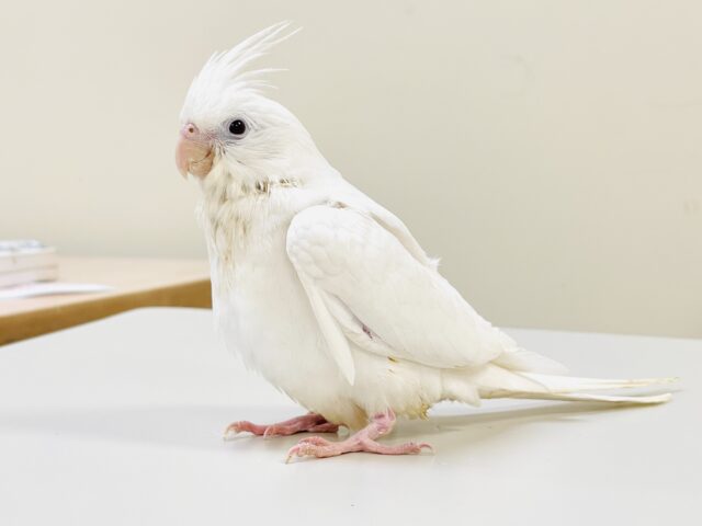 ‎【最新画像】🤍美しき純白のオカメインコちゃん✨(ピュアホワイト)(ヒナ)