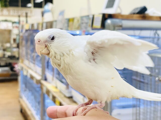 オカメインコ