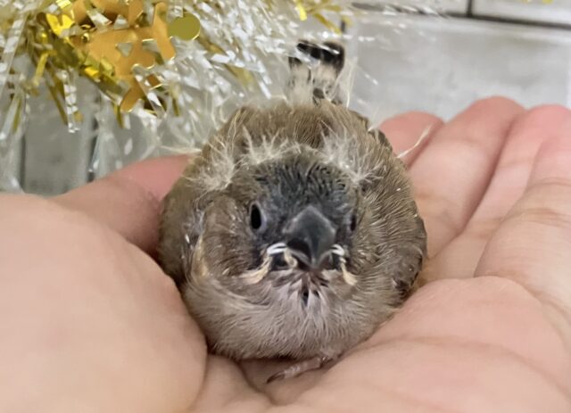 錦花鳥（キンカチョウ）