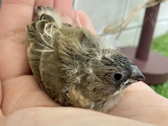 ⸜(●˙꒳˙●)⸝ポカポカノコノコ☀️しいたけの子🍄🟫♬.*゚錦花鳥(ノーマル/2025年11月生まれ) 錦花鳥(キンカチョウ)