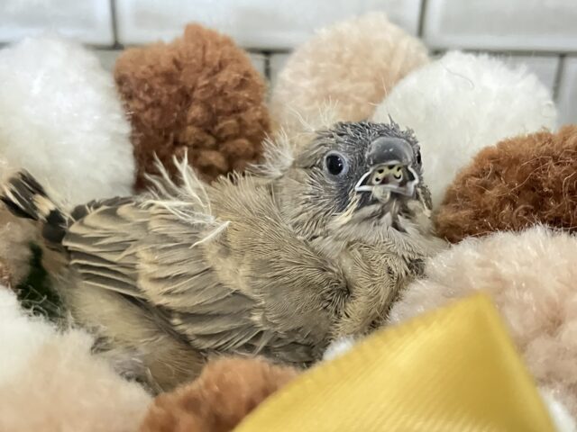 ⸜(●˙꒳˙●)⸝ﾎﾟｶﾎﾟｶﾉｺﾉｺ☀️しいたけの子🍄‍🟫♬.*ﾟ錦花鳥(ノーマル/2025年11月生まれ)