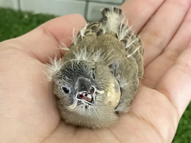 ⸜(●˙꒳˙●)⸝ポカポカノコノコ☀️しいたけの子🍄🟫♬.*゚錦花鳥(ノーマル/2025年11月生まれ) 錦花鳥(キンカチョウ)