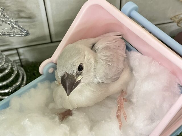 シルバー文鳥
