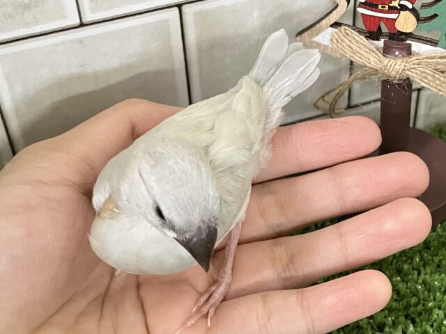 シルバー文鳥