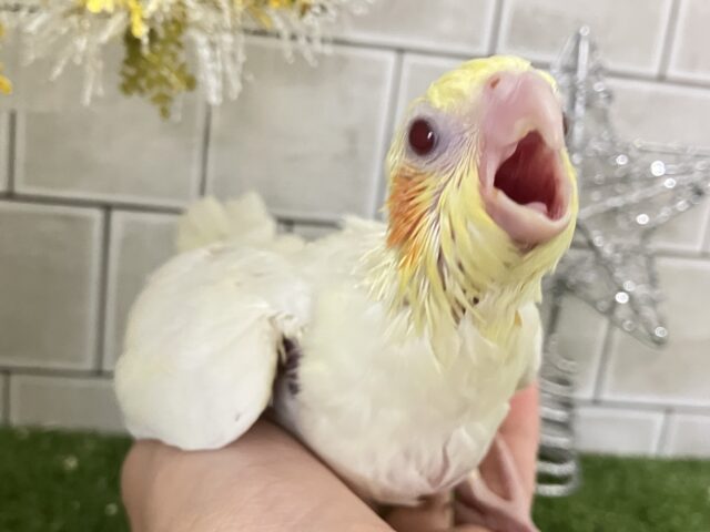 オカメインコ
