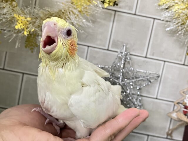 もちもちSUN🌤️ほっぺにペタリ🍹🧡オカメインコ(ルチノー/2025年11月生まれ) オカメインコ