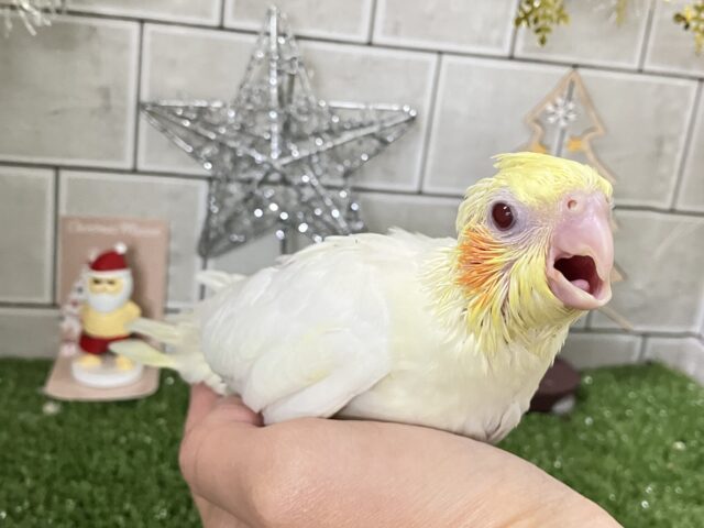 もちもちSUN🌤️ほっぺにペタリ🍹🧡オカメインコ(ルチノー/2025年11月生まれ) オカメインコ