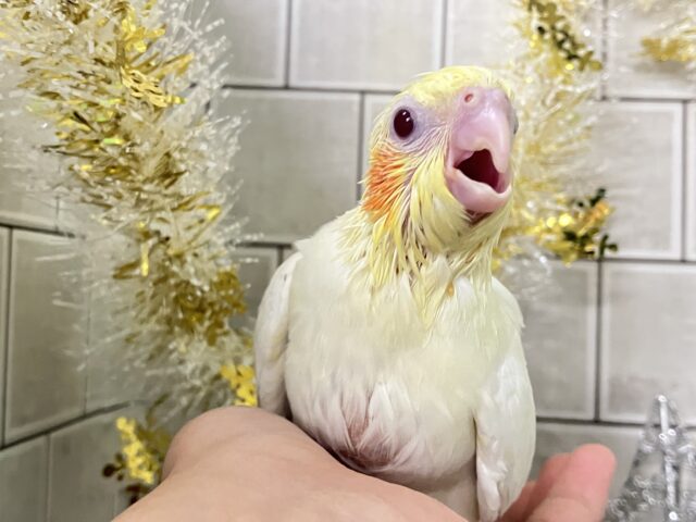 もちもちSUN🌤️ほっぺにペタリ🍹🧡オカメインコ(ルチノー/2025年11月生まれ)